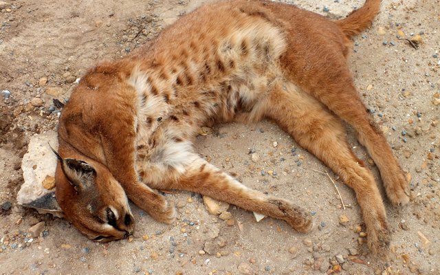  Die rooikat wat op die nuut-oopgestelde Kleinbaai.Franskraal teerpad doodgery is.